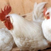 В стране увеличилось производство мяса птицы. Программы молодым специалистам